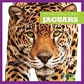 Jaguars