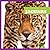 Jaguars (My First Animal Library)