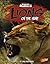 Lions: On the Hunt (Blazers; Killer Animals)