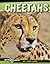 Cheetahs (Edge Books: Big C...