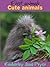 Cute animals (First animals Book 16)