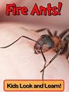 Honey Pot Ants! Learn About Honey Pot Ants and Enjoy Colorful Pictures - Look and Learn! (50+ Photos of Honey Pot Ants) Honey Pot Ants! Learn About Honey Pot Ants and Enjoy Colorful Pictures - Look and Learn! (50+ Photos of Honey Pot Ants)