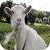 Goat simulator: Gaming Edit...