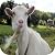Goat simulator: Gaming Edition Guide