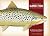 Freshwater Game Fish of Nor...