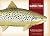 Freshwater Game Fish of North America by Peter G. Thompson