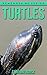 Turtle: Amazing Photos & Fun Facts Book About Turtles For Kids (Remember Me Series)