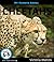 My Favorite Animal: Cheetahs
