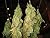 Drying & Curing Indoor Medical Cannabis For the Best Smell and Taste
