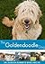 Goldendoodle: A vet's guide on how to care for your Goldendoodle dog