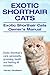 Exotic Shorthair Cats. Exotic Shorthair’s care, personality, grooming, health and feeding. Exotic Shorthair Cats Owners Manual.