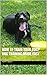 How To Train Your Dog? Dog Training Made Easy