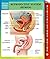 Reproductive System (Human) Speedy Study Guides
