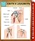 Joints & Ligaments: Speedy Study Guides