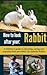 How to look after your Rabbit: Pet Care for Children