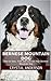 Bernese Mountain Dog by Crystal Anderson