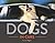 Dogs in Cars