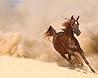 Beautiful Horses - Photo Gallery