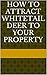 How to attract Whitetail Deer to Your Property