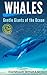 Whales: Gentle Giants of the Ocean