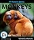 My Favorite Animal: Monkeys