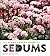 The Plant Lover's Guide to Sedums (The Plant Lover’s Guides)