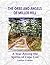 The Orbs and Angels of Miller Hill: A Year Among the Spirits of Cape Cod