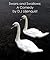 Swans and Swallows: A Comedy