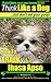 Lhasa Apso, Lhasa Apso Trai...