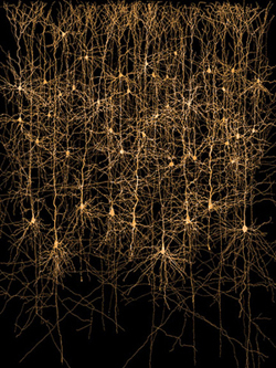 Synapses, Neurons and Brains (Audible Audio)