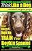 Boykin Spaniel, Boykin Spaniel Training AAA AKC by Paul Allen Pearce