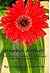 Newbie Author: This Chick's...