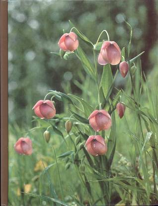 Wildflower Gardening (The Time-Life Encyclopedia of Gardening)