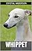 Whippet: How to Own, Train and Care for Your Whippet