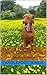 Tangle Travels (Crate Expectations): More Tales of a Hungarian Vizsla (Tanglefoot Tales Book 2)