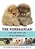 The Pomeranian: A vet's guide on how to care for your Pomeranian dog