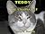 Teddy the Talking Cat