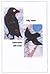 Conversation with Crows