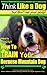 Bernese Mountain Dog, Bernese Mountain Dog Training AAA AKC |... by Paul Allen Pearce