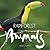 Rainforest Animals (BrightBrain Book 1)
