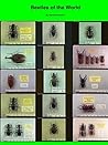 Beetles of the Wo...