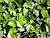 The Meaning of a Garden: An...