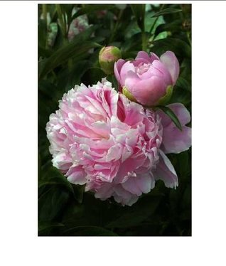 Happy Women (Kindle Edition)