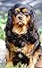 Photo Gallery of cavalier king charles spaniel by Neva Travis