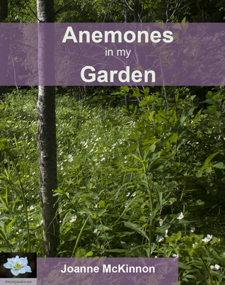 Anemones in my Garden