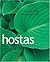 Hostas