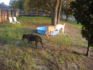 The Life and Adventures of a Pit Bull Named Leroy Brown