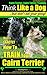 Cairn Terrier, Cairn Terrier Training | Think Like a Dog | But Don’t Eat Your Poop! | Breed Expert Cairn Terrier Training |: Here's EXACTLY How To Train Your Cairn Terrier