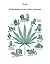 Hemp - all you need to know on this plant