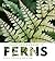 The Plant Lover's Guide to Ferns